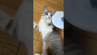 ブラッシング苦手なのかな? #保護猫 #子猫 #Shorts
