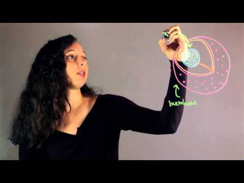 The Difference Between Nucleus & Nucleolus : Chemistry Rundown