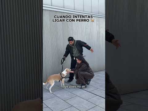ligar sin o con perro