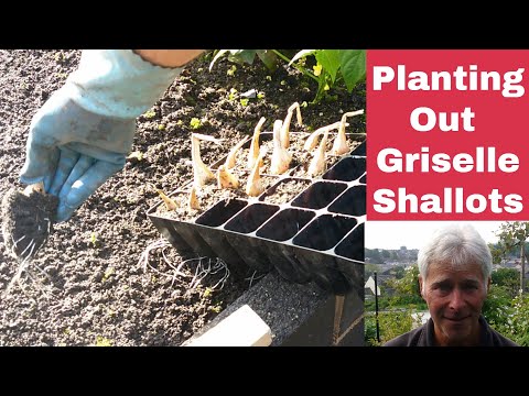 , title : 'Planting out Griselle Shallots| The True French Shallot| Autumn planted Shallots| Grow your own veg'