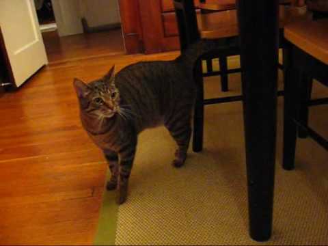 Cat Aversion Therapy.wmv