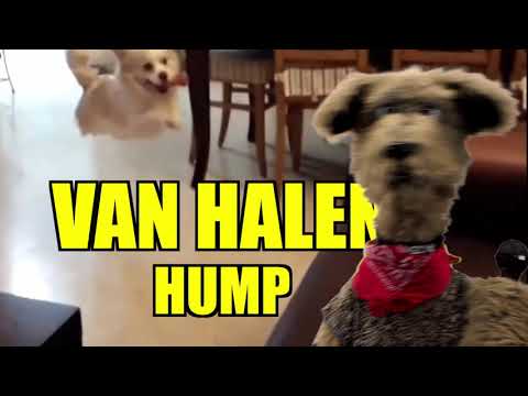 VAN HALEN - JUMP (HUMP) THE UNDERDOGS SHOW