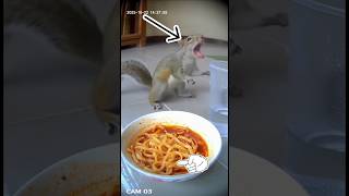 Download lagu #feedshorts #squirrel #shorts #funnyvideo mp3