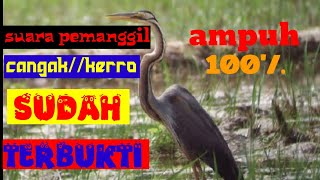 Download lagu 🔴suara pikat burung cangak ulo/terbukti 100% ampuh mp3