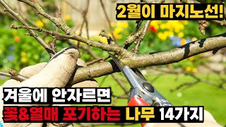 2월이 마지노선! 가지치기 필수 나무 14가지
