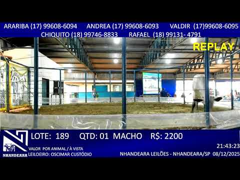 LEILÃO NHANDEARA LEILÕES  - 08/12/2025 - NHANDEARA/SP GADO AO VIVO BOI @ HOJE