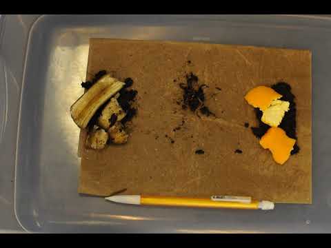 Time lapse video of red worms (Eisenia foetida) preference test: banana or orange