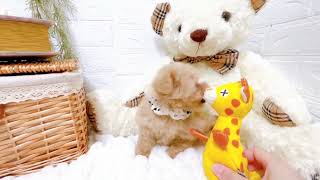 ハーフ犬の動画01