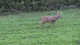 Morning and Afternoon Deer Hunting Strategies