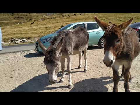 Măgăruș prietenos