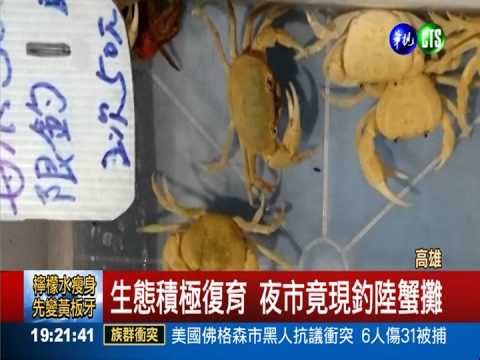 岡山夜市釣陸蟹 生態大殺手!