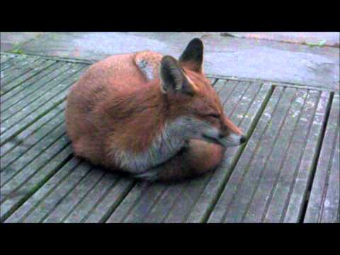 Fox Diary 2011-10-13