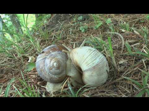 Maripol Film präsentiert -"Lovefool"(die Schnecke "Matilda")