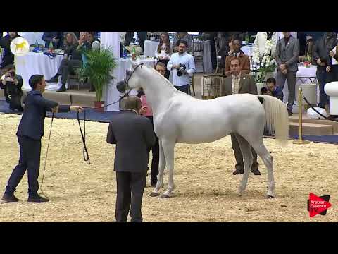 N.54 GHAZALAH AL WAAB - SEWC 2019 - 4-6 Years Old Mares (Class 7)