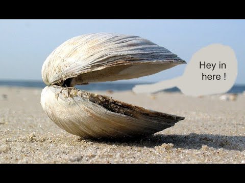 All about  frying fried clams