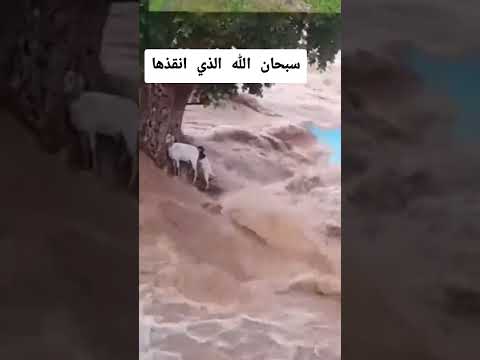 سبحان الله الي انقذها #اكسبلور #كامري #cat #تيك_توك #زافير #automobile #لايك #تصويري #nature #birds