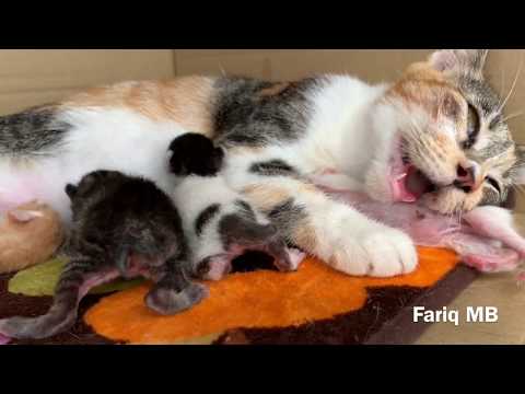 Panting Mommy Cat after giving birth to her babies.