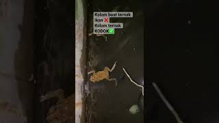 Download lagu Kolam ikan dikasih KODOK ‼️ #short #shorts #youtubeshorts #kodok #katak mp3