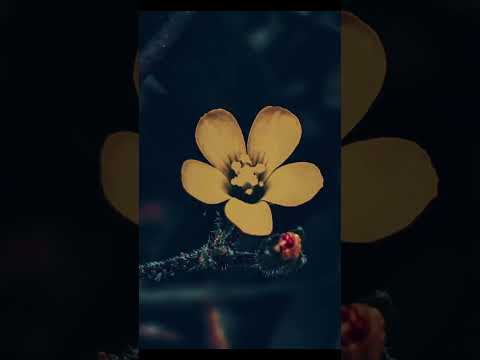 Wildflowers #flowers #nature #video #cinematic #shorts