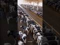 High Tech Cow Farming In America Cow Cowfarm America Shorts