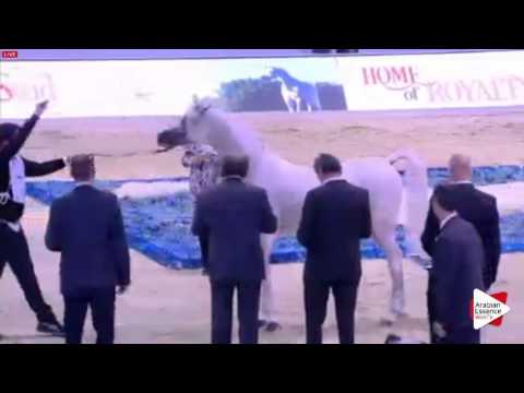 N.230 AJ DINAR - Dubai 2016 - Stallions 10 years old and over (Class 14)