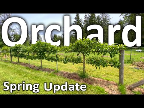 Fruit Orchard Tour Ep. 4 | Spring Update in the Backyard Garden | Loaded with Young Fruit!