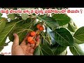 మర్రి పాలను అక్కడ పూస్తే ఏమౌతుందో తె�