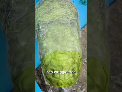 How Snakes Shed Their Skin 🤔