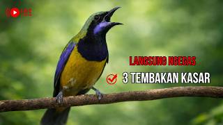 Download lagu Kumpulan suara cungkok paling ampuh, 🐦 bikin murai batu bongkar isian mematikan setiap saat mp3 Download lagu Kumpulan suara cungkok paling ampuh, 🐦 bikin murai batu bongkar isian mematikan setiap saat mp3