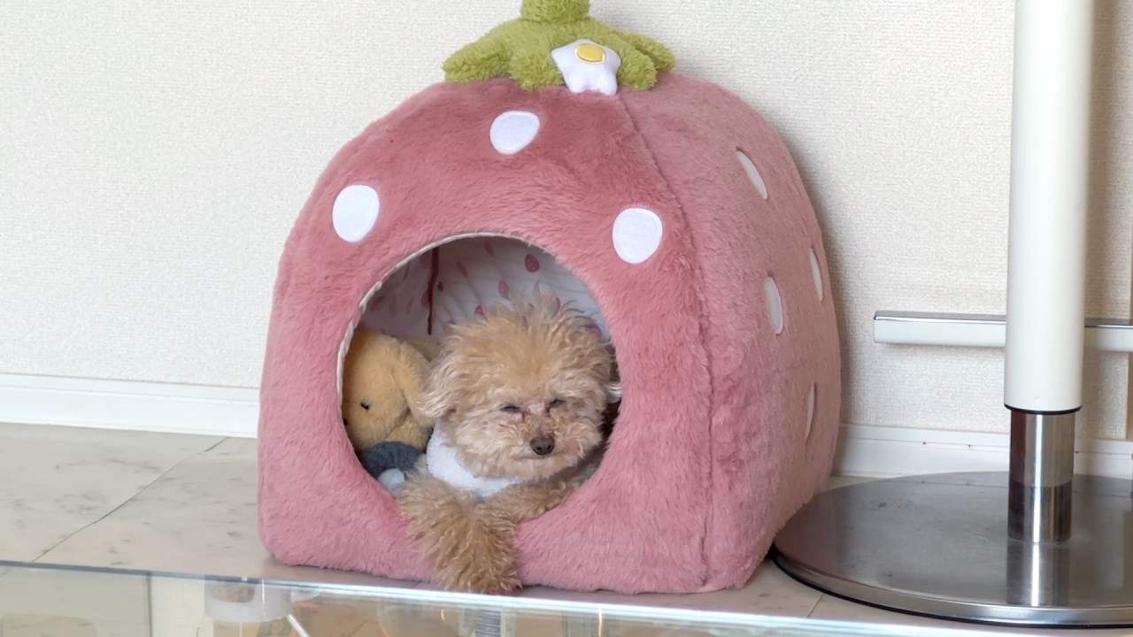 眠いけど寝たくない、、でもやっぱ眠い小殿