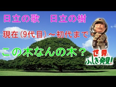 日立世界ふしぎ発見CM 日立の樹 この木なんの木 現代から初代まで 詳しい解説付き HITACHI ﾓﾝｷｰﾎﾟｯﾄﾞ