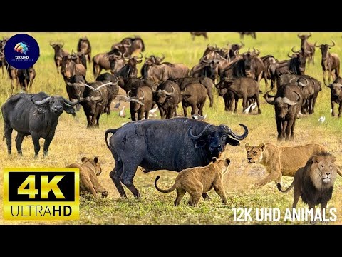 4K African Wildlife: Watch Herds of Elephants and Lions Roam Africa in Crystal Clear 4K