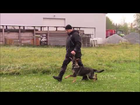 Chilli z Jukasu - obedience - 8,5 months