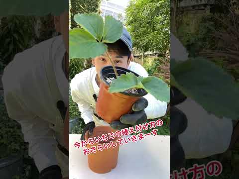 バルコニーの鉢にイチゴを植える方法 有機果物を育てる手順