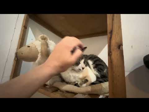 Vídeo de IVORY