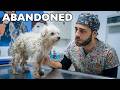 Helpless Dog Abandoned in the Woods: A Miraculous Transformation DEFAULT Thumbnail