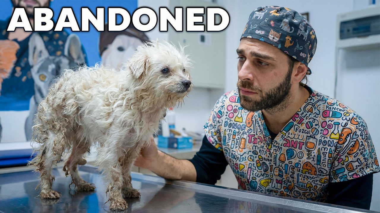 Helpless Dog Abandoned in the Woods: A Miraculous Transformation