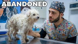 Helpless Dog Abandoned in the Woods: A Miraculous Transformation MQDEFAULT Thumbnail
