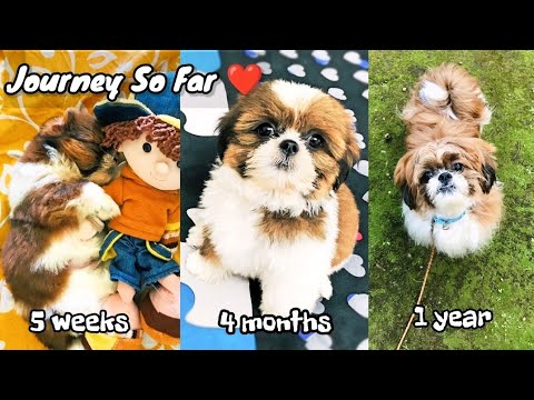 Shih Tzu Growing Up || 28 Days To 17 Months || Pavi's Pawdcast 🐾