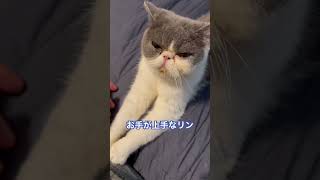 猫だってお手が上手。 #エキゾチックショートヘア #猫のいる暮らし #ねこ #猫 #cat