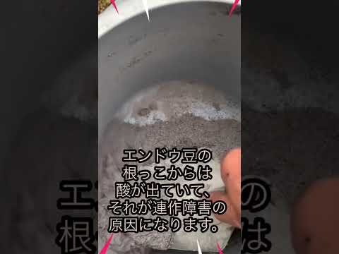 エンドウ豆の茂み 植物