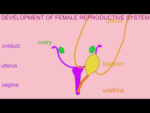 DEVELOPMENT OF THE FEMALE REPRODUCTIVE SYSTEM
