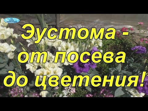 download lagu mp3 mp4 еустома, download lagu еустома gratis, unduh video klip еустома