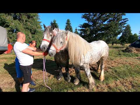 Caii dl. Lucian de la Oradea