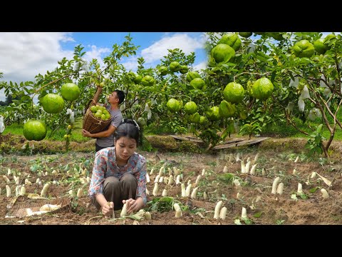 Hvernig ég og konan mín ræktum og uppskerum landbúnaðarafurðir í skóginum til að selja á markaðnum
