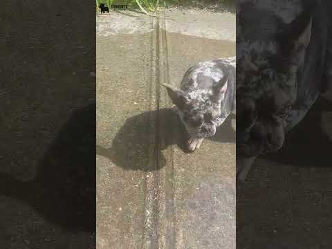 Video 2