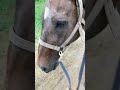 #horse #equestrianjourney #youtubeshorts #trending #horseriding #animals