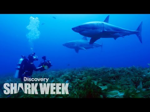 Rare Shark Brothers Spotted in Australia | Shark Week