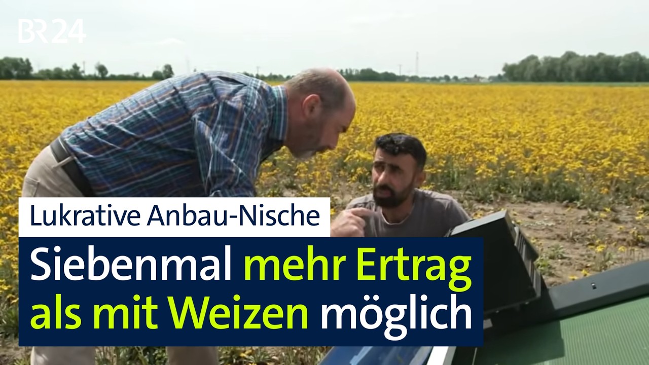 Anbau-Nische: Diese Pflanze bringt viel mehr Ertrag auf dem Acker als Weizen | Abendschau | BR24