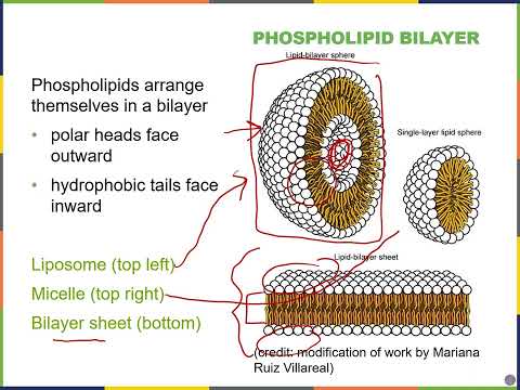 Biology2E Ch5 MChen Lecture Video Part1